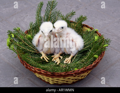 zwei Junge Turmfalken im Nest / Falco Tinnunculus Stockfoto