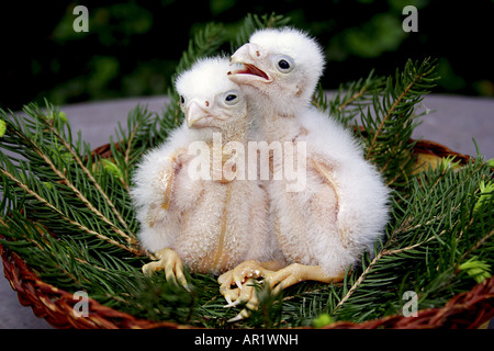 zwei Junge Turmfalken im Nest / Falco Tinnunculus Stockfoto