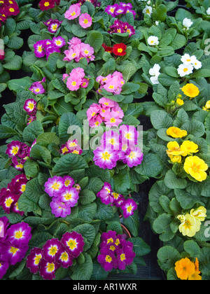 Schlüsselblumen und Polyanthus Beetpflanzen für Verkauf in ein Gartencenter im Frühjahr Stockfoto