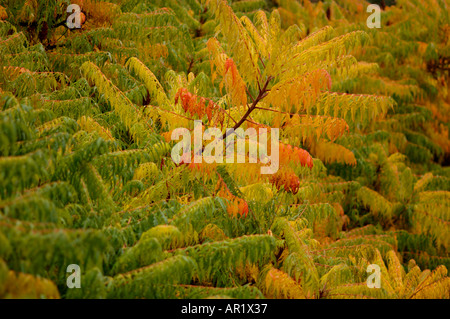 fallen Sie Anfang Herbst die Blätter von Cutleaf Staghorn Sumach Rhus Typhina Dissecta Cashew Familie Anacardiaceae Stockfoto