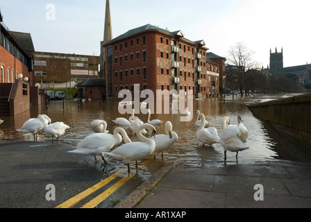 Schwäne im Zentrum von Worcester Severn River Peaks bei Hochwasser Stockfoto