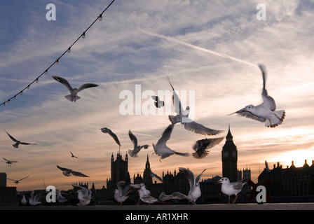 Horizontalen Weitwinkel der Houses of Parliament und Big Ben Silhouette gegen einen Sonnenuntergang mit vielen Möwen fliegen. Stockfoto