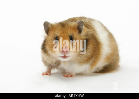 Goldhamster - stehen - ausgeschnitten / Mesocricetus Auratus Stockfoto