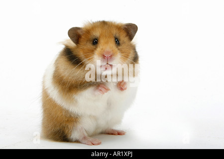 Haustier Hamster, Golden Hamster (Mesocricetus auratus) stehen. Studio shot vor weißem Hintergrund Stockfoto