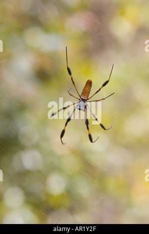 Golden Silk Spinne (Nephila Clavipes) sitzt auf ihrem Netz Stockfoto