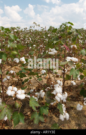 Baumwollbolle auf entblättrigem Feld, bereit für die Ernte in Zentral-Georgia, USA Stockfoto