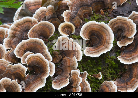 Türkei-Tail Pilz (Trametes versicolor) wachsen auf Baumstämmen in Wäldern am Unicoi State Park in North Georgia, USA Stockfoto