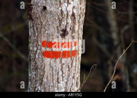 Markierung an einem Baum im Wald. Stockfoto