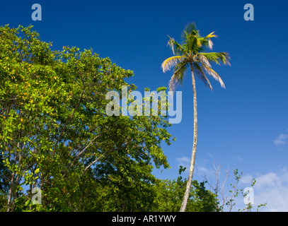 Coconut Palm vor blauem Himmel Stockfoto