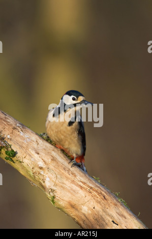 Schelladler Specht (Dendrocopus großen) Kent, UK Stockfoto