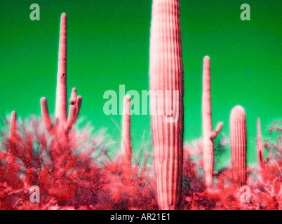 Saguaro Kakteen Infrarot-Bild Stockfoto