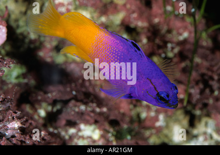Fee Basslet Gramma Loreto Aquarium Stockfoto