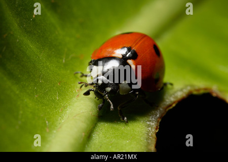 rote Marienkäfer zu Fuß auf einem grünen Blatt Stockfoto