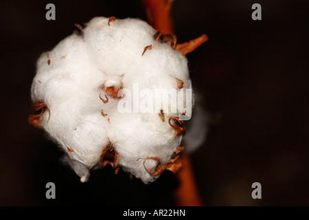 Baumwollpflanze [Gossypium Thurberi], 'hautnah' Blume Makro zeigt Detail flauschigen weißen Boll "schwarzen Hintergrund" Stockfoto