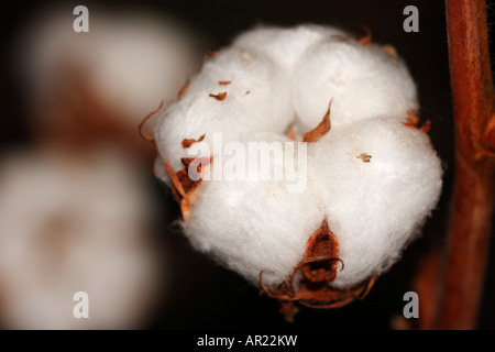 Baumwollpflanze [Gossypium Thurberi], 'hautnah' Blume Makro zeigt flauschige weiße Fasern Stockfoto