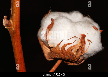 Baumwollpflanze [Gossypium Thurberi], 'hautnah' Blume Makro zeigt Detail flauschigen weißen Boll "schwarzen Hintergrund" Stockfoto