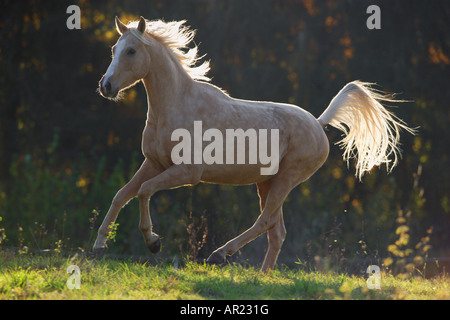 Anglo-Araber-Pferd auf der Wiese - Sonnenuntergang Stockfoto