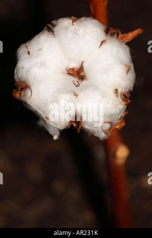 Baumwollpflanze [Gossypium Thurberi], 'hautnah' Blume Makro zeigt Detail flauschigen weißen Boll Stockfoto