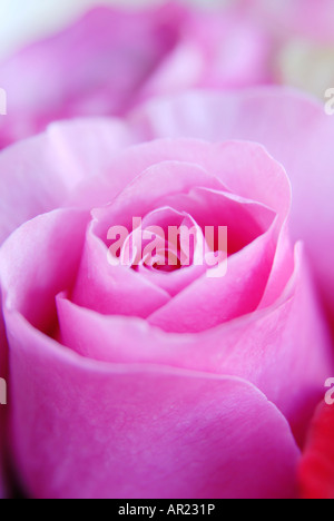 Rosa Rose Nahaufnahme Stockfoto