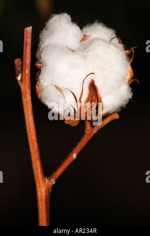 Baumwollpflanze [Gossypium Thurberi], 'hautnah' Blume Makro zeigt Detail flauschigen weißen Boll "schwarzen Hintergrund" Stockfoto