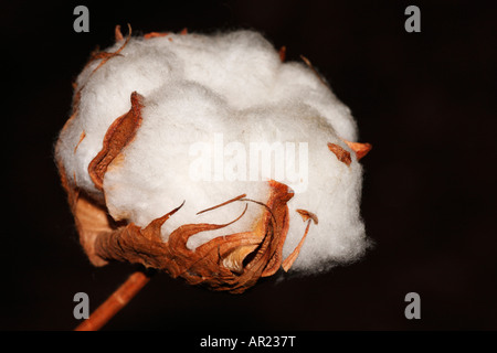 Baumwollpflanze [Gossypium Thurberi], 'hautnah' Blume Makro zeigt Detail flauschigen weißen Boll "schwarzen Hintergrund" Stockfoto