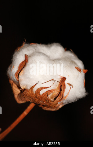 Baumwollpflanze [Gossypium Thurberi], 'hautnah' Blume Makro zeigt Detail flauschigen weißen Boll "schwarzen Hintergrund" Stockfoto