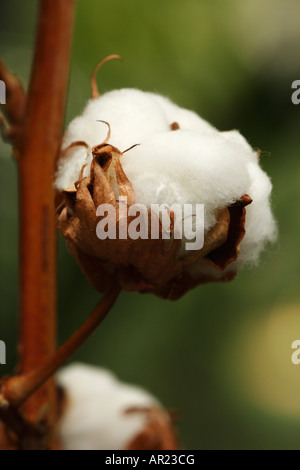 Baumwollpflanze [Gossypium Thurberi], 'hautnah' Blume Makro zeigt Detail flauschigen weißen Boll Stockfoto