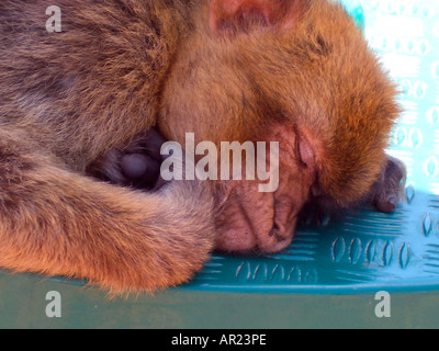 Gibraltar Barbary Affe schlafen in der Spitze des Felsens Stockfoto