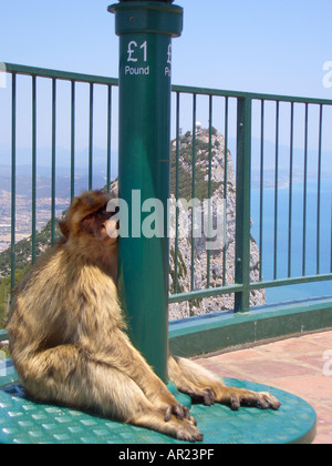 Gibraltar Barbary Affe ruhen auf der Spitze des Felsens Stockfoto