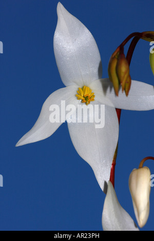 'Sun Krug"oder" Marsh Kannenpflanze "[Heliamphora Nutans], 'hautnah' Blume Detail [blauen Hintergrund] Stockfoto