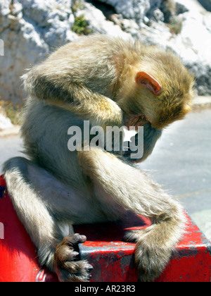 Gibraltar Barbary Affe kratzen sich hinsetzen Stockfoto