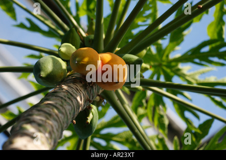 Papaya-Pflanze [Carica Papaya] mit Obstbau im Gewächshaus Hintergrund [blauer Himmel] Stockfoto