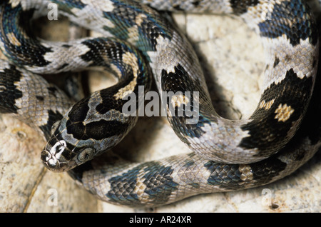 Western-Leier Schlange Trimorphodon Biscutatus Nicaragua Stockfoto
