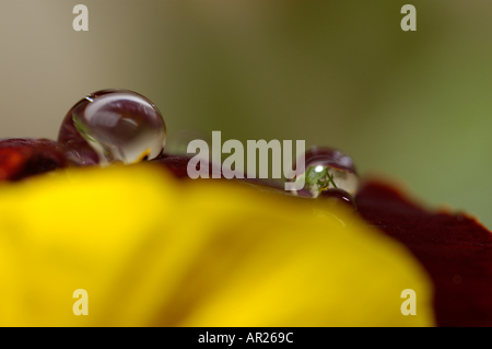 Tropfen auf einem gelben Blütenblatt einer Viola Stiefmütterchen Blume nach Regen aussieht Augen eines Frosches Stockfoto