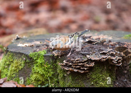 Eine gemeinsame Buchfink Fringilla Coelebs Sitzstangen von einem moosigen Baumstumpf im Vereinigten Lake District 9. Dezember 2007 Stockfoto
