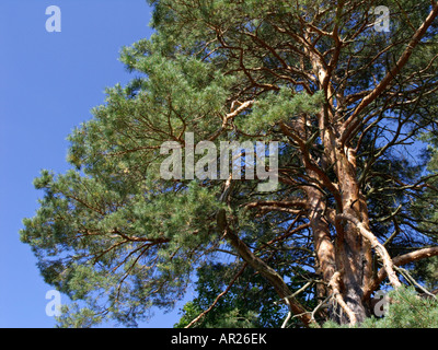 Gemeine Kiefer (Pinus sylvestris) Stockfoto