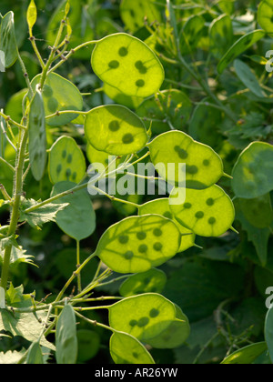 Jährliche Ehrlichkeit (Lunaria annua) Stockfoto