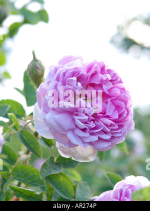 Kohl Rose (rosa x centifolia" Katharina von Württemberg") Stockfoto