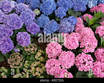 Grossblättrige Hortensie (Hydrangea Macrophylla 'heinrichsberg" und Hydrangea Macrophylla 'Rosita') Stockfoto