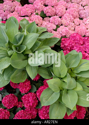 Wegerich Lily (Hosta) und Grossblättrige Hortensie (Hydrangea macrophylla) Stockfoto