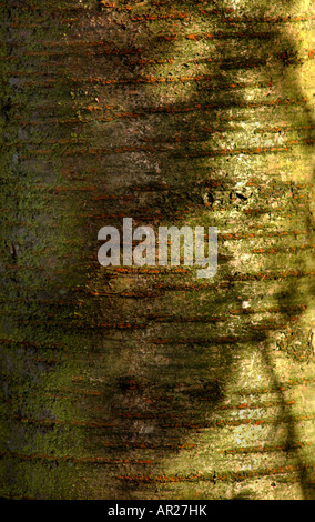Closeup Bild der Rinde eines Baumes. Stockfoto