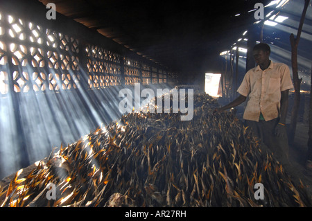 Fisch geräuchert, Tanji, Gambia, Westafrika Stockfoto