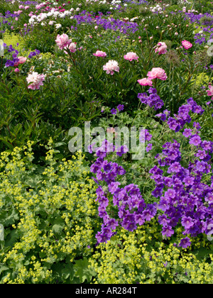 (Geranium x magnificum cranesbill), Frauenmantel (Alchemilla Mollis) und Pfingstrose (Paeonia) Stockfoto