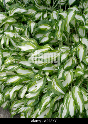 Wegerich Lily (Hosta undulata 'univittata') Stockfoto
