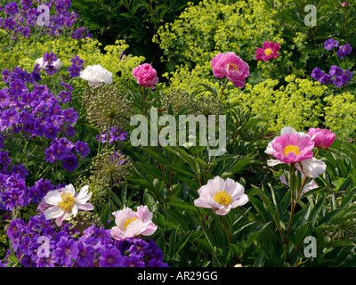 Pfingstrose (paeonia König von England) und cranesbill (Geranium x magnificum) Stockfoto