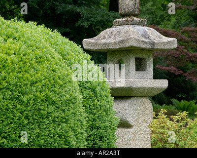 Gemeinsame Buchsbaum (buxus sempervirens) mit Stein Laterne Stockfoto