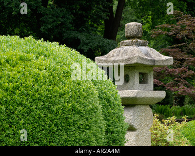 Gemeinsame Buchsbaum (buxus sempervirens) mit Stein Laterne Stockfoto