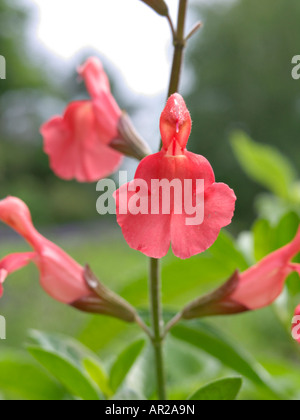 Herbst Salbei (Salvia greggii) Stockfoto