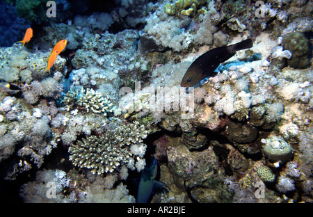 Ägypten Rotes Meer Papagei Fische Scarus Sp und gemeinsame Goldfisch Anthias Squampinnis Stockfoto