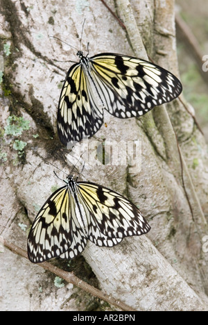 Baum Nymphe Schmetterlinge auch bekannt als Papier Kite Schmetterlinge und Reis-Papier Schmetterlinge Stockfoto